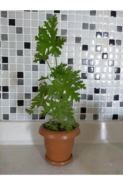 Sardunya Itır Çiçeği Fidanı 10-20 cm - 3