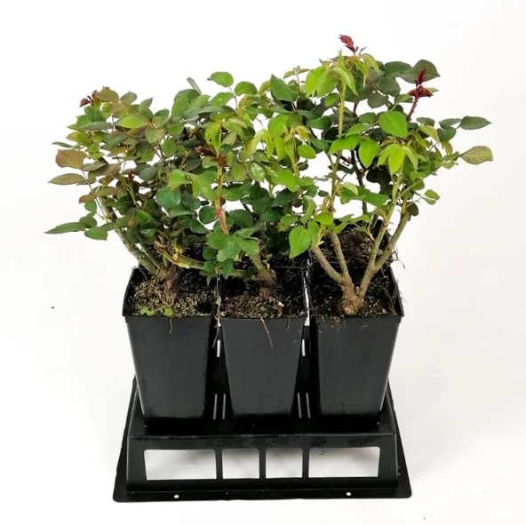 Gül Fidanı Lila Renk, Saksıda 15-25 cm - 2