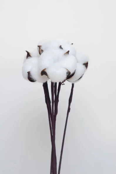 tml temalife 10 'lu Doğal Pamuk Dallari - 3