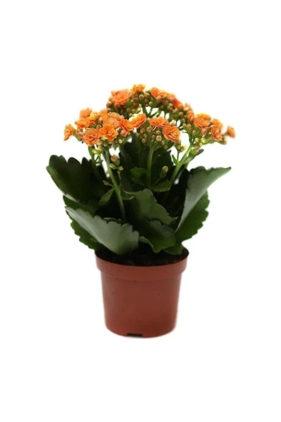 Kalanşo Kalanchoe Emel Hanım Kardeş Kanı Çiçeği 10-20 cm