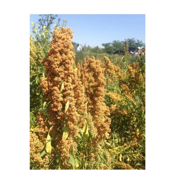 Kinoa Tohumu (Chenopodium quinoa Willd.) 1 kg, Derya Eren - 5
