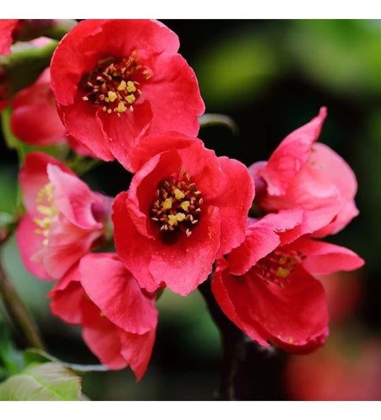 Japon Ayvası Bahar Dalı Fidanı 20-30 Cm Chaenomeles Japonica ürün görseli 1