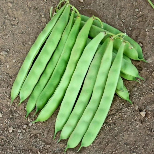 YERLİ AYŞE KADIN SIRIK FASULYE TOHUMU 500 GR (MOR BEYAZ) - Resim 2