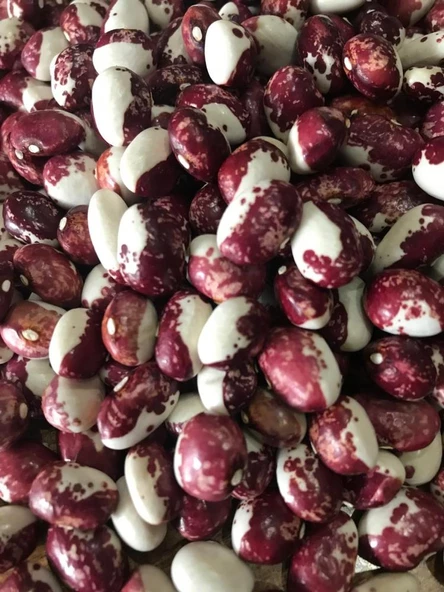 YERLİ AYŞE KADIN SIRIK FASULYE TOHUMU 100 GR (MOR BEYAZ) ürün görseli 1