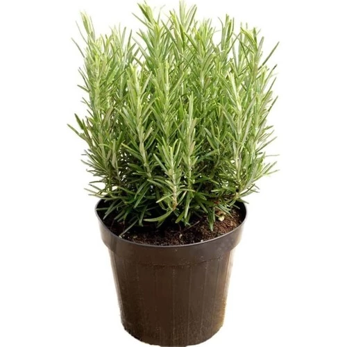 Saksılı Biberiye Fide Fidanı 1 Adet 15-25 cm (Rosmarinus Officinalis) ürün görseli
