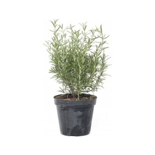 Saksılı Biberiye Fide Fidanı 1 Adet 15-25 cm (Rosmarinus Officinalis) - Resim 2