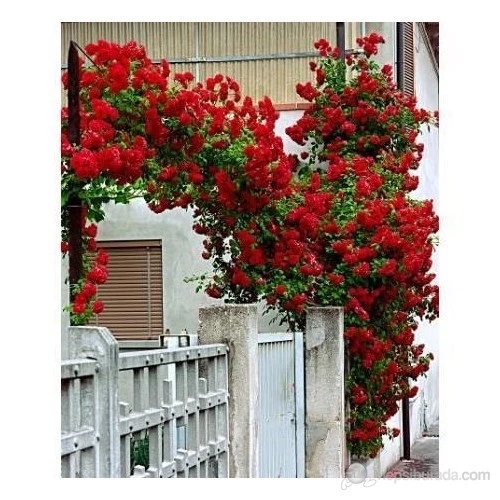 Kırmızı Sarmaşık Gül Fidanı 15-25 cm - 2
