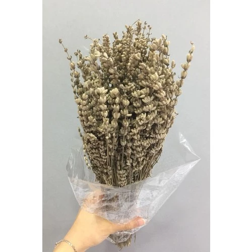Lavanta Demeti Şoklanmış Hardal 40-50 cm 100 gr - 2