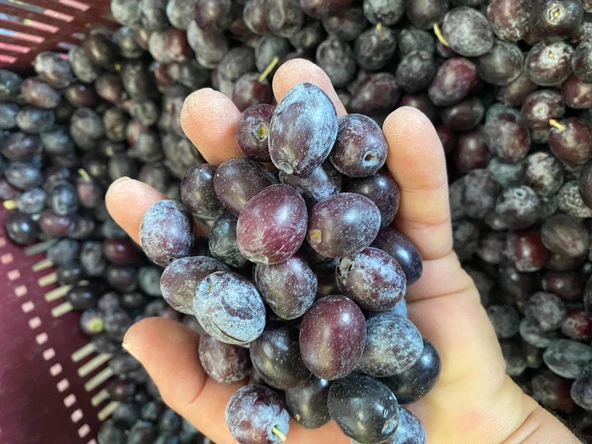 Selelik Ham Gemlik Tipi Ham Yeşil Zeytin - 2