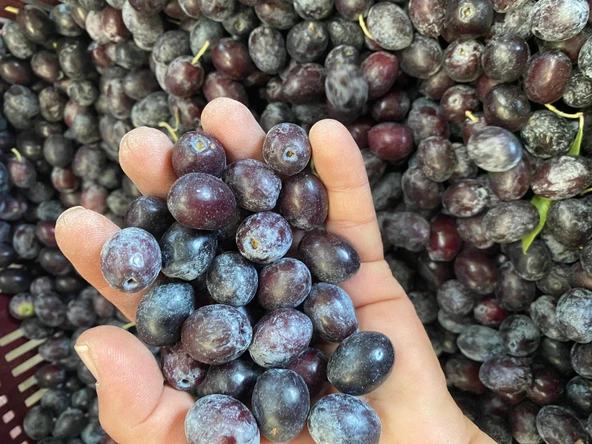 Selelik Ham Gemlik Tipi Ham Yeşil Zeytin - 4