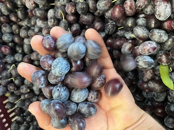 Selelik Ham Gemlik Tipi Ham Yeşil Zeytin - 3