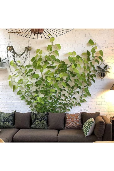 btmhome 10 Adet Kendinden Yapışkanlı Kablo Sarmaşık Çiçek Tutucu Duvar Sabitleme aparatı Yapışkanlı - 7