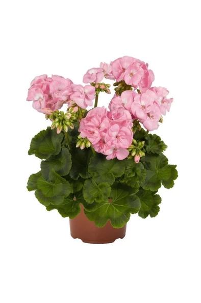 Sardunya Çiçeği Fidesi Pembe Renk 10-20 cm