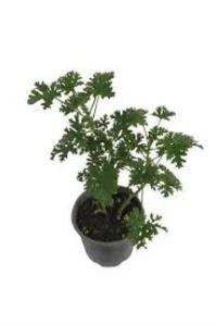 2' li Set 1 Adet Sardunya Çiçeği + 1 Adet Itır Çiçeği Fidanı 10-20 cm