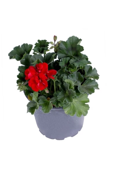 Sardunya Çiçeği Saksı'da Pelargonium Kırmızı Renk 10-20 cm