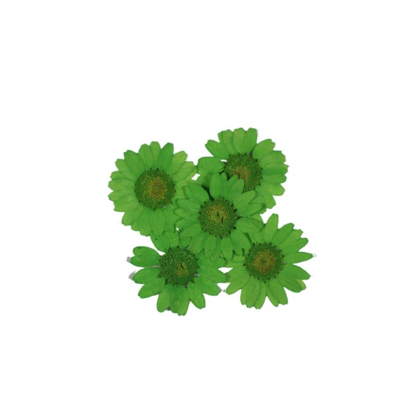 Preslenmiş Kurutulmuş Papatya Çiçek Bitkiler Epoksi Reçine Kolye Takı Papımı (5 Adet)  Yeşil