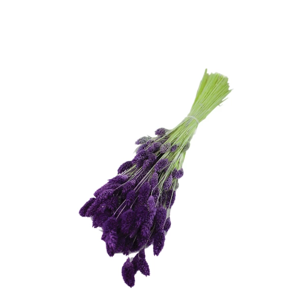 Kuru Çiçek Kuş Otu Şoklanmış Kurutulmuş 40 CM   Mor