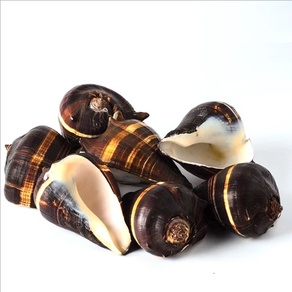 Fiber Conch - 1