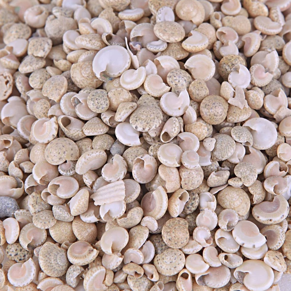 Umbinium Beyaz Kiloluk Deniz Kabuğu (1 KG)
