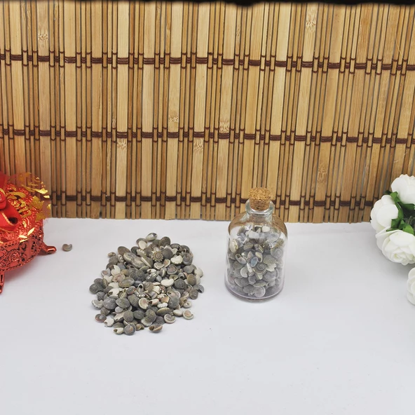 Umbinium Kiloluk Deniz Kabuğu (1 KG) - 2