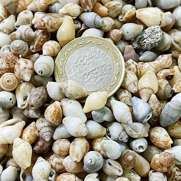Nassa Shell Kiloluk Deniz Kabuğu 250 GR Yerli - 4