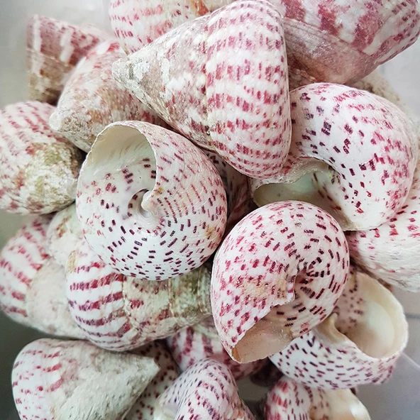 Troca Strawberry Kiloluk Deniz Kabuğu (1 KG) - 1