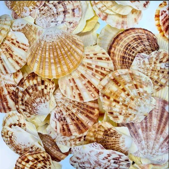 Pecten Mascarensis Kiloluk Deniz Kabuğu (1 Kg)