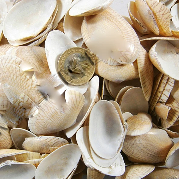 Paphia Neotaples Kiloluk Deniz Kabuğu (1 KG)