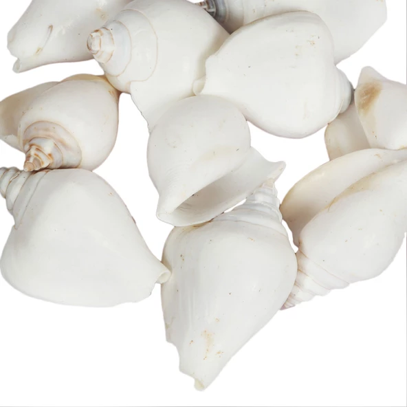 Strombus Canarium Beyaz Kiloluk Deniz Kabuğu (1 KG)