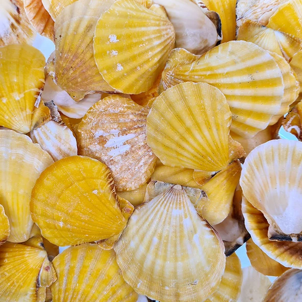 Vixillium Orange Kiloluk Deniz Kabuğu (1 KG) - 1