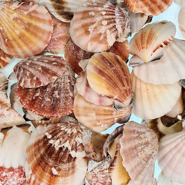 Vixillium Naturel Kiloluk Deniz Kabuğu (1 KG) ürün görseli 1