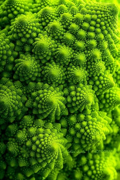 Piramit Brokoli Tohumu 10 Adet Tohum - Resim 5