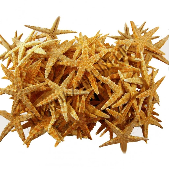 Deniz Yıldızı Natural 4 Cm - 6 Cm (100 Adet) ürün görseli 1