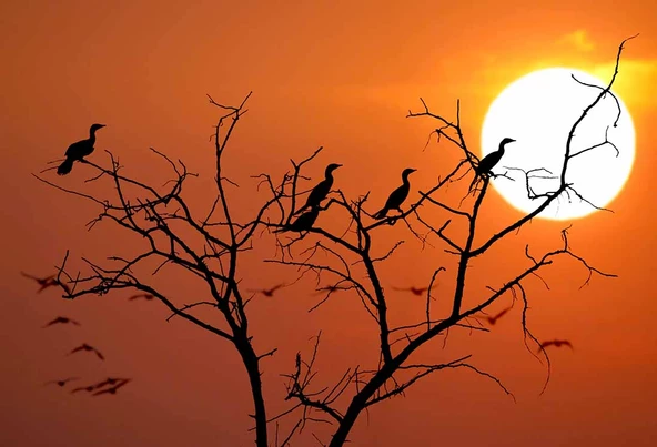 Günbatımı Ağaç ve Kuş Manzaralı Duvar Kağıdı - Resim 7