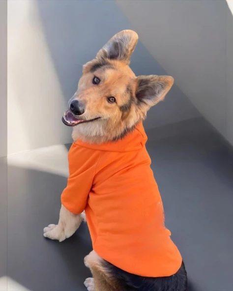 Orange Kapşonlu Sweatshirt, Orta ve Büyük Irklar İçin - 6