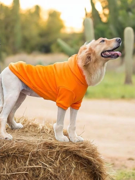 Orange Kapşonlu Sweatshirt, Orta ve Büyük Irklar İçin - 4