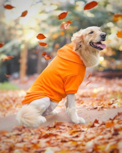 Orange Kapşonlu Sweatshirt, Orta ve Büyük Irklar İçin