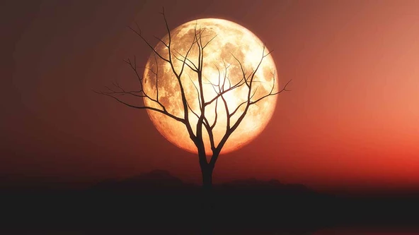 Günbatımı Ağaç ve Ay Manzaralı Duvar Kağıdı - Resim 7