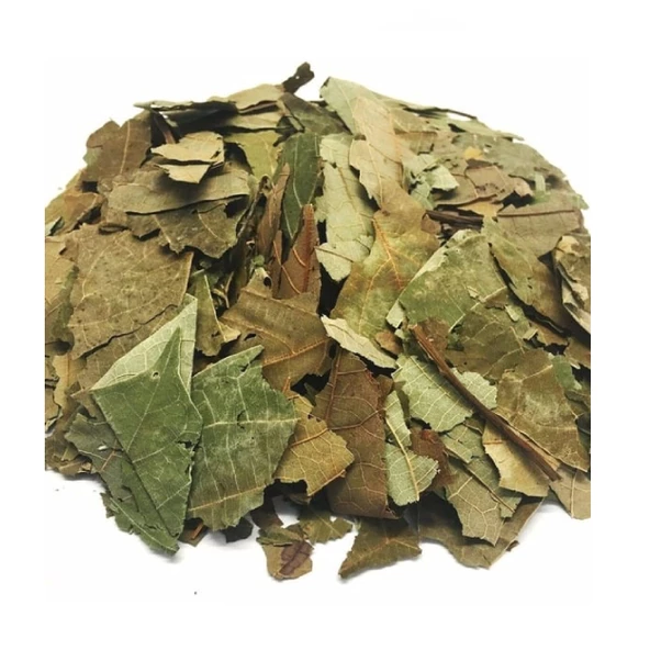 Avakado Yaprağı (Persea Gratissima) 100 gr, Derya Eren - 3