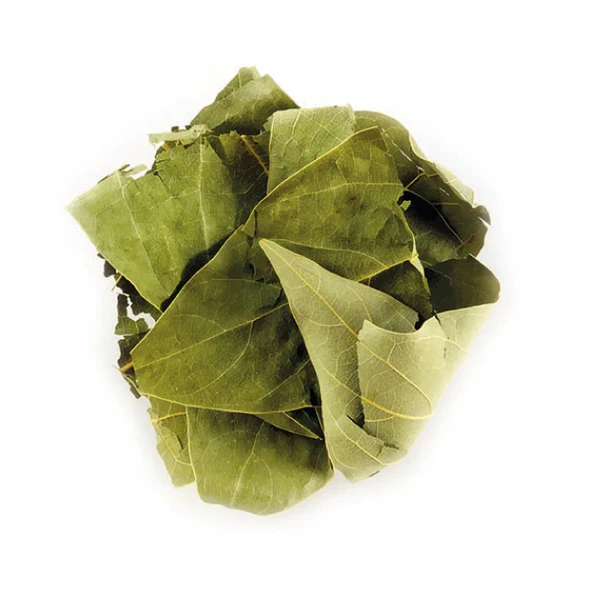 Avakado Yaprağı (Persea Gratissima) 100 gr, Derya Eren - 2