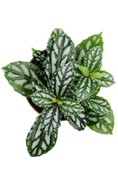 Iç Mekan Bitkisi 10-20 Cm Pilea Cadierei Karyağdı Çiçeği - 2