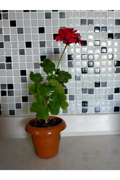 Sardunya Çiçeği Fidesi (fuşya) 10-20 cm ürün görseli