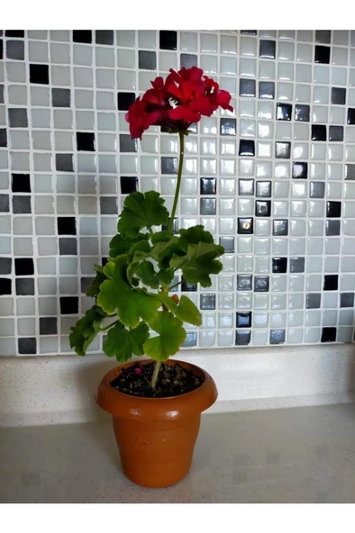 Sardunya Çiçeği Fidesi (fuşya) 10-20 cm - Resim 2