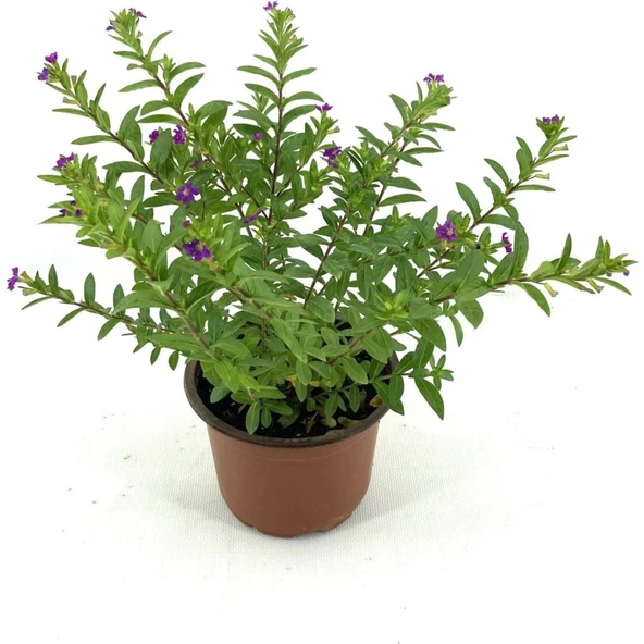 Kufeya Mor Çiçekli 15-25 cm - 2