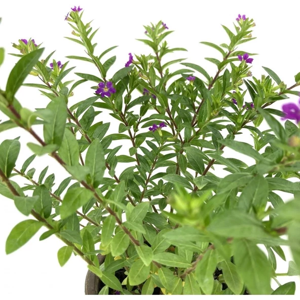 Kufeya Mor Çiçekli 15-25 cm - 3