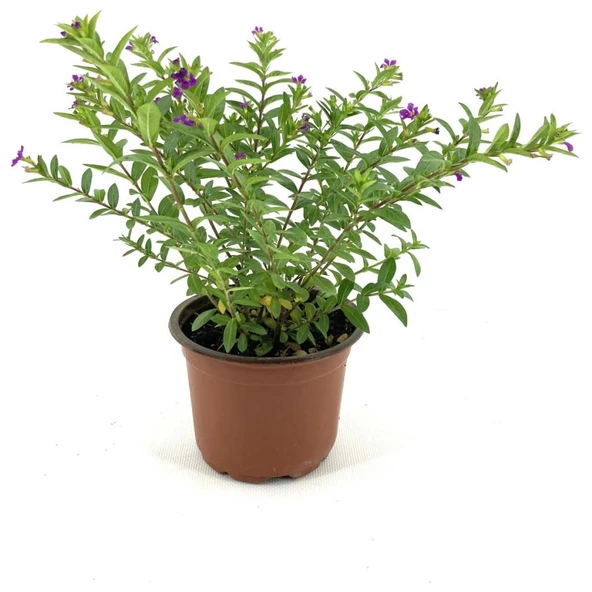 Kufeya Mor Çiçekli 15-25 cm