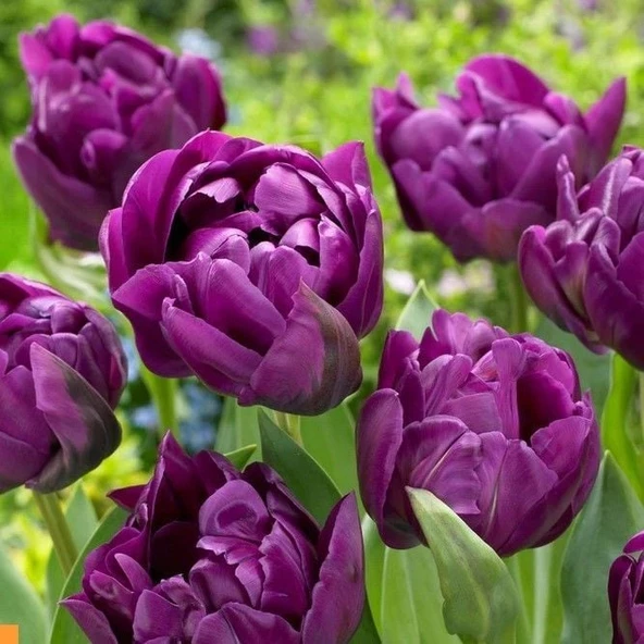 Double Katmerli Negrita Double Lale Soğanı (4 Soğan) Özel Tür ürün görseli 1