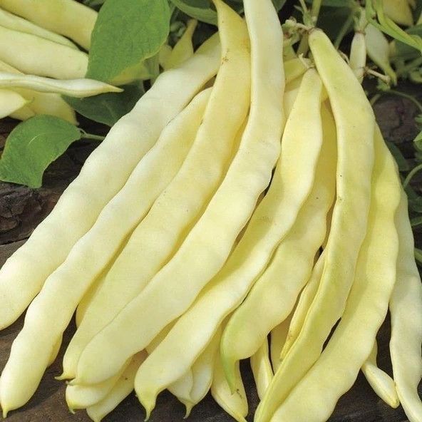 YERLİ BEYAZ TURŞULUK UZUN-ENLİ SIRIK FASULYE TOHUMU 100 GR (MOR-UZUN TOHUM) - Resim 2