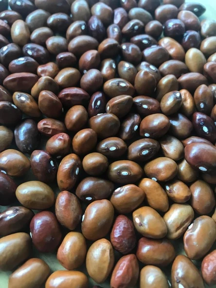 Yerli Ata Tohumu Geniş Sırık Erken Fasulye 25 Gr (Kahverengi Tohum) ürün görseli 1