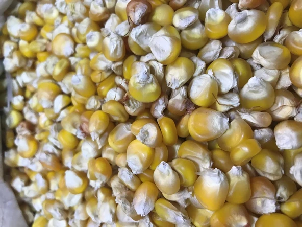 Yerli İri Tane Mısır Tohumu 250 Gr - Resim 2